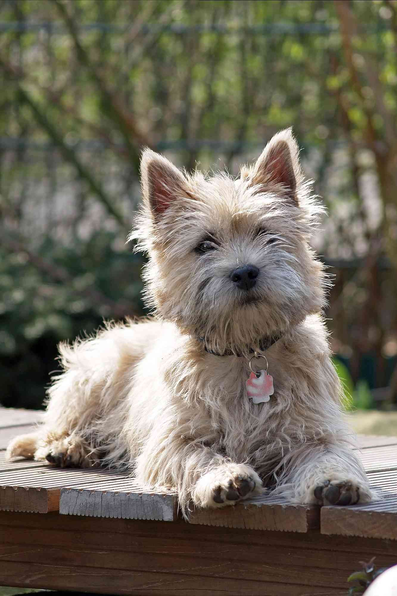 young cairn terrier lying on dock