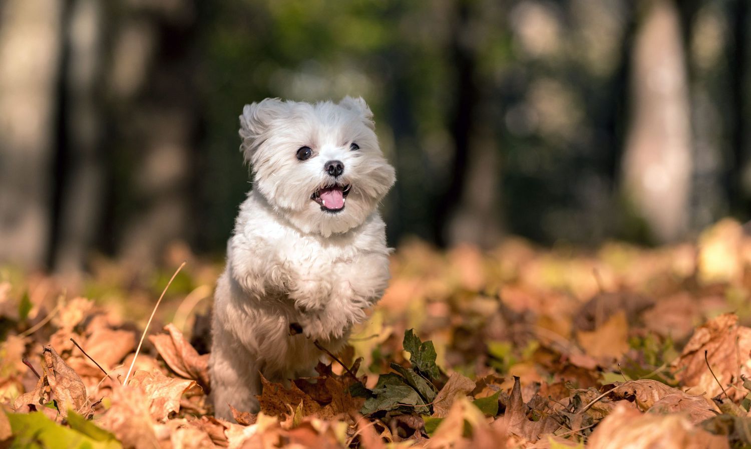 white maltese puppy running through fall leaves