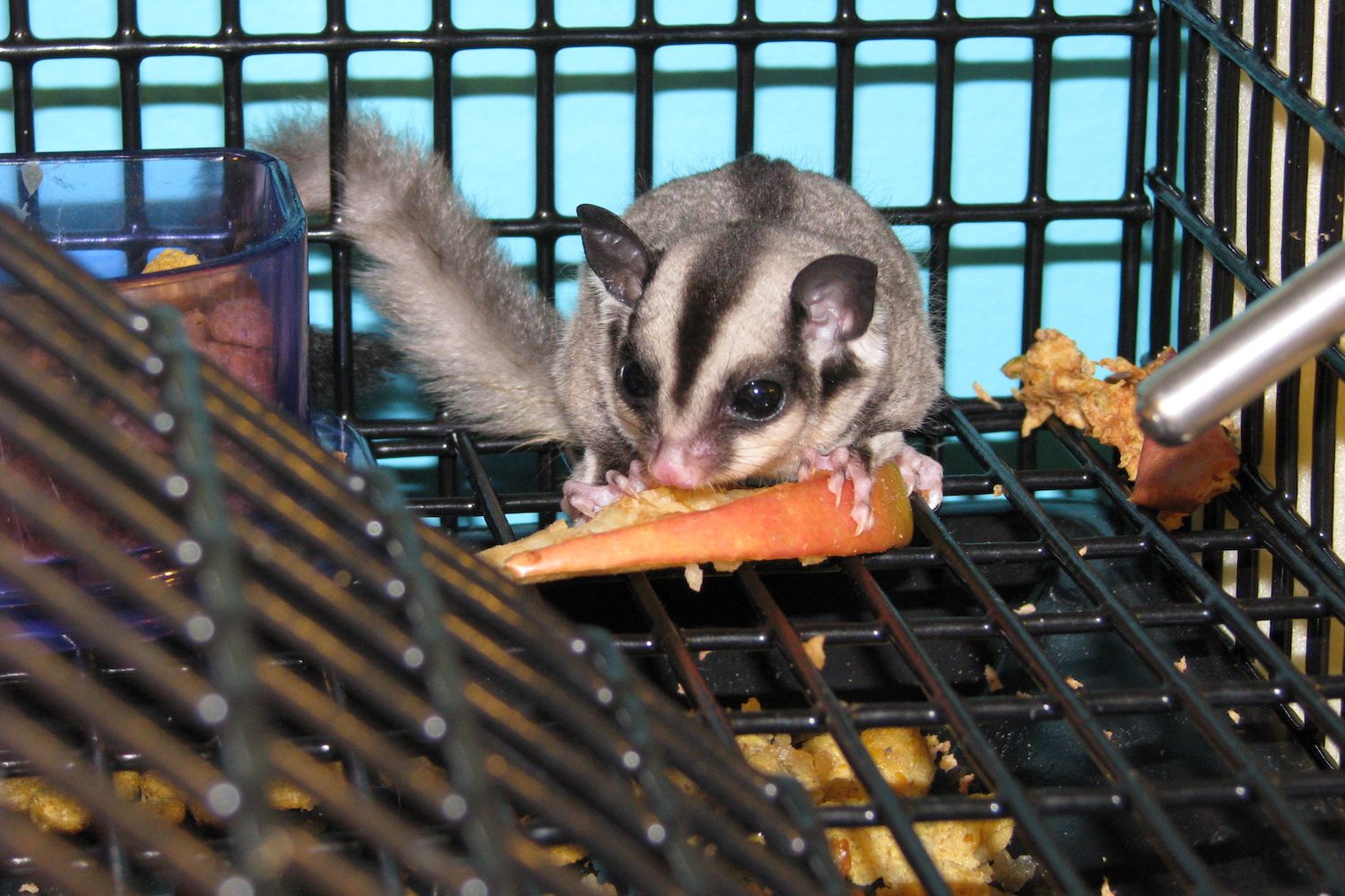 sugar glider cage