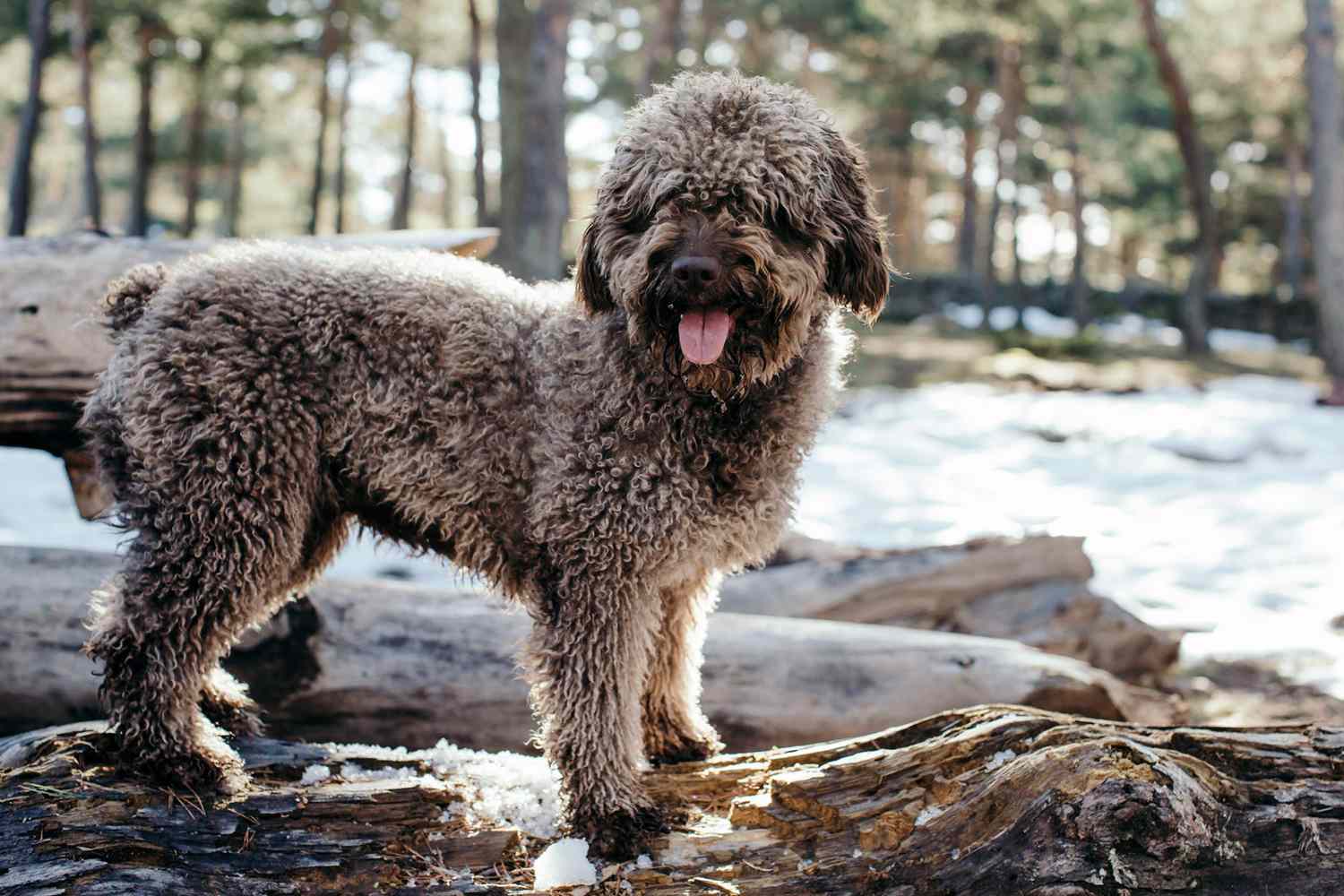 spanish water dog standing on rock