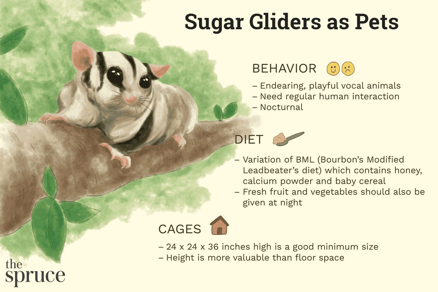 Sugar Gliders as Pets
