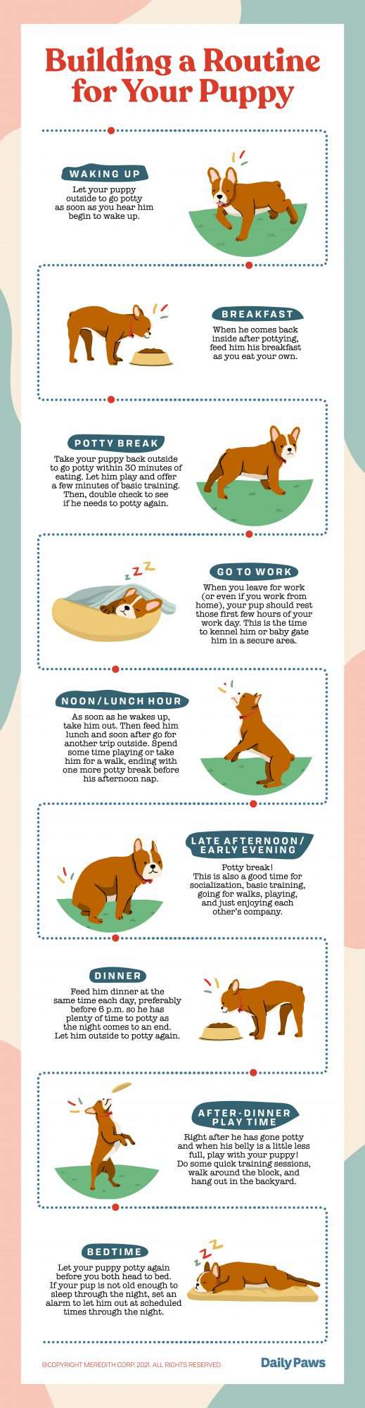 Illustrated infographic about a puppy's daily schedule