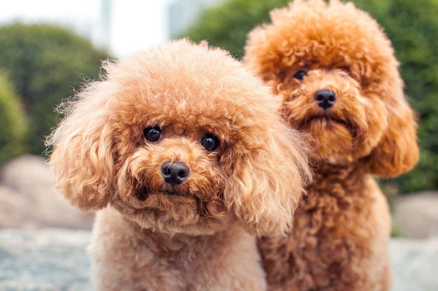 two rust-color miniature poodles