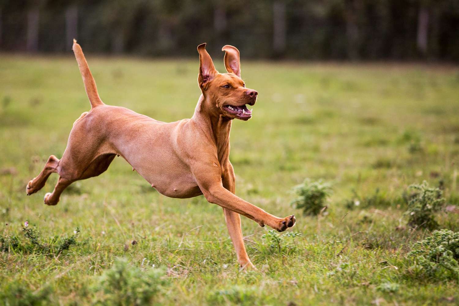 vizsla dog running grassy field
