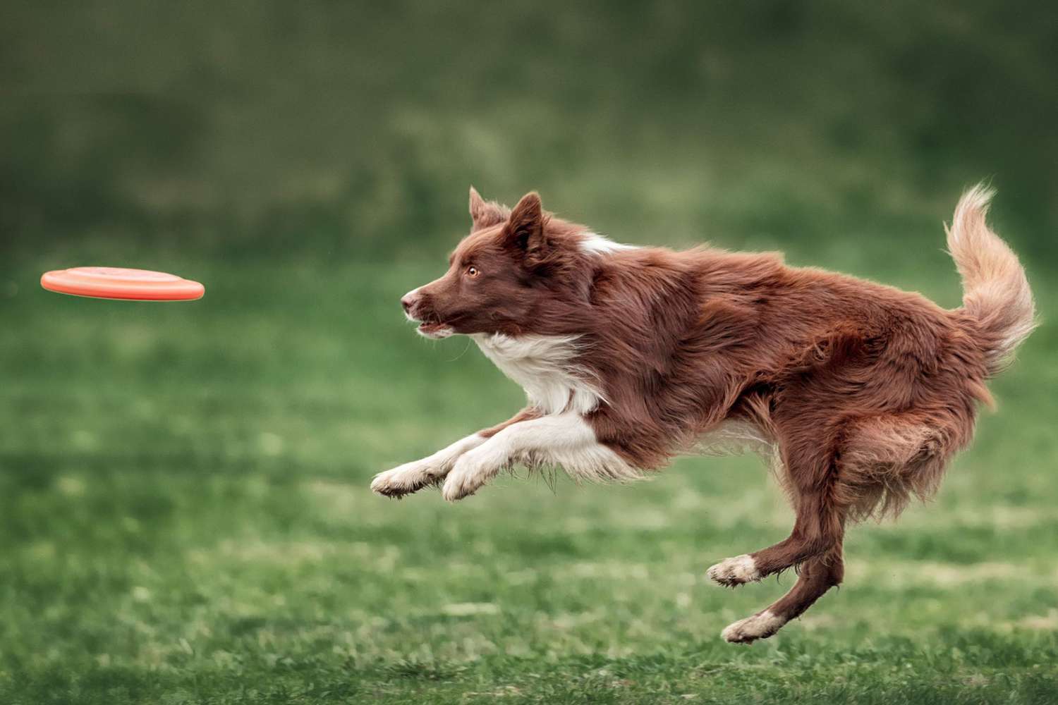 border collie catching a frisbee