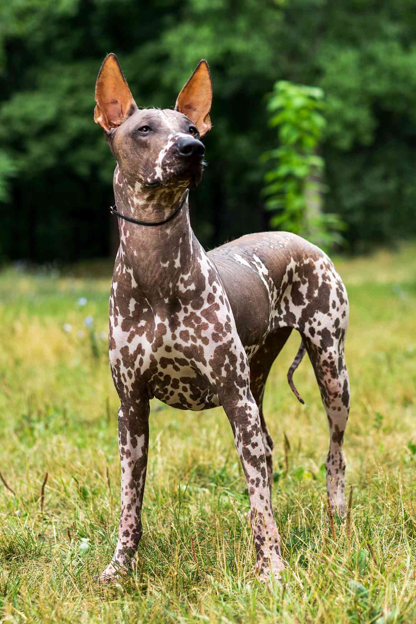 spotted xoloitzcuintle or Mexican hairless dog in grass