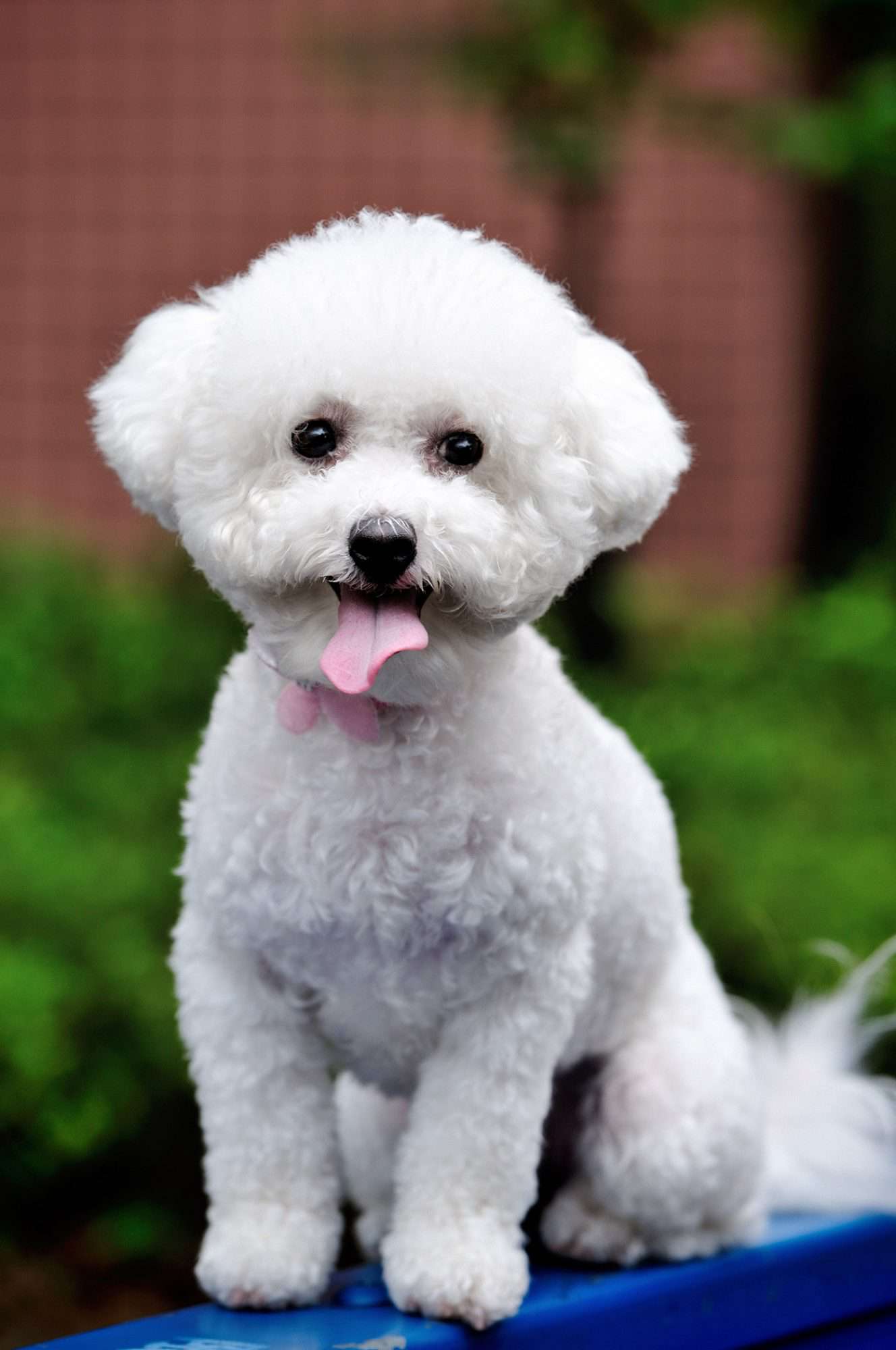 happy looking bichon frise dog