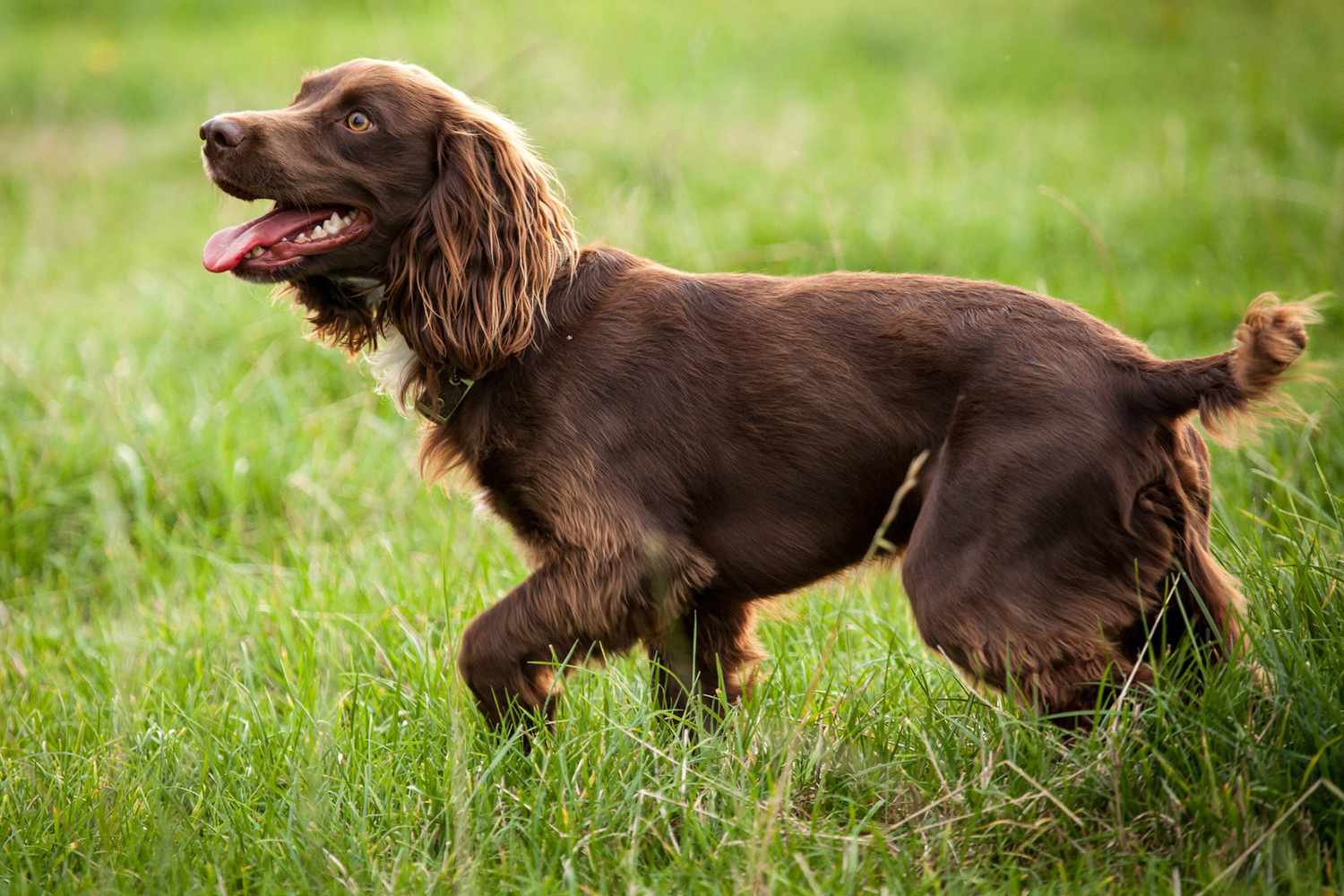 boykin spaniel in grass field