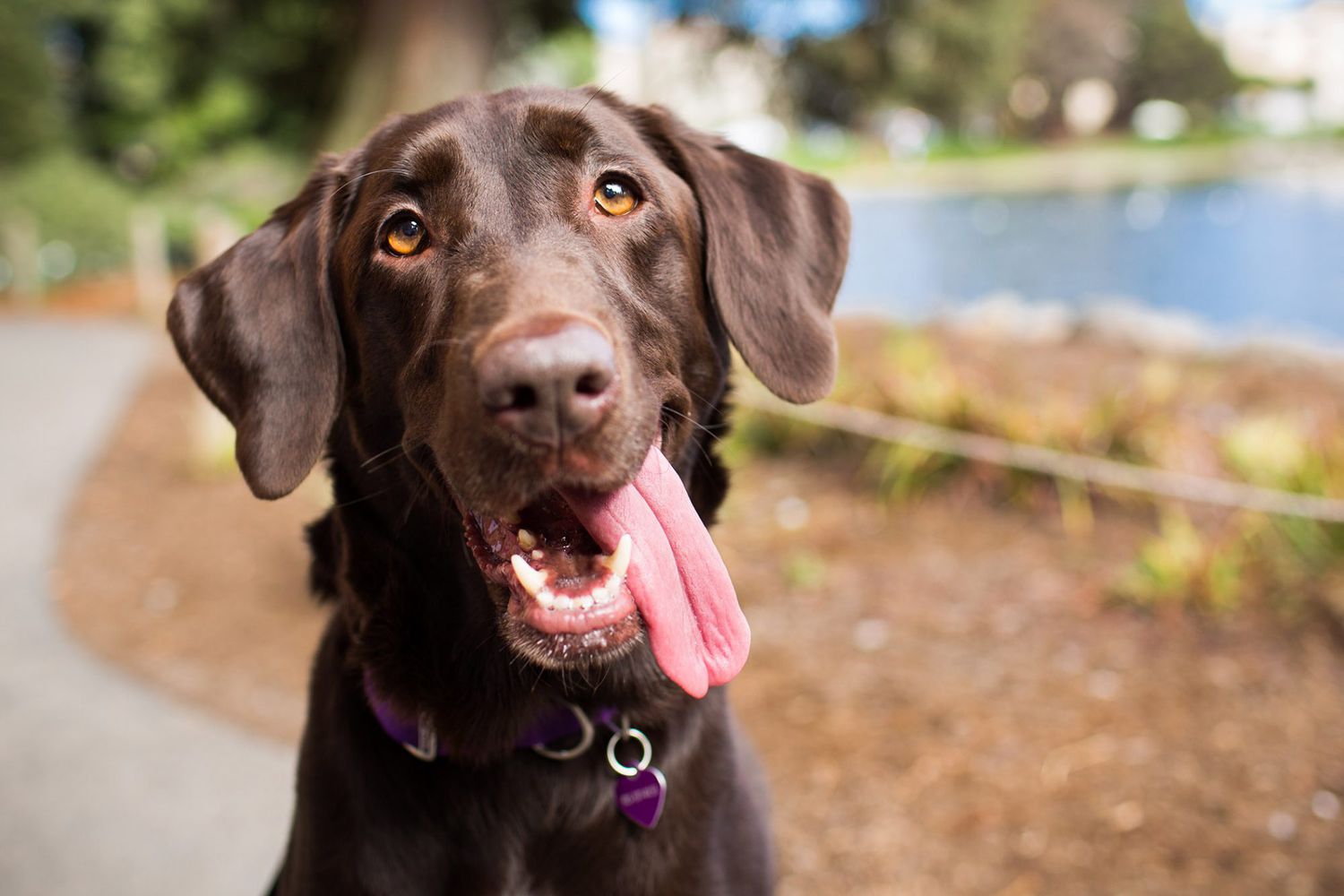 chocolate labrador retriever headshot