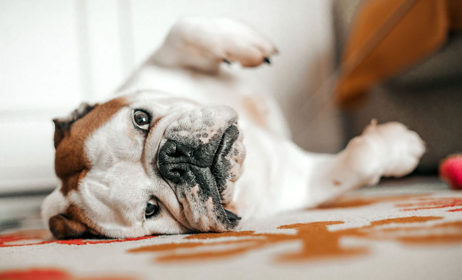 english bulldog lying on rug on his side