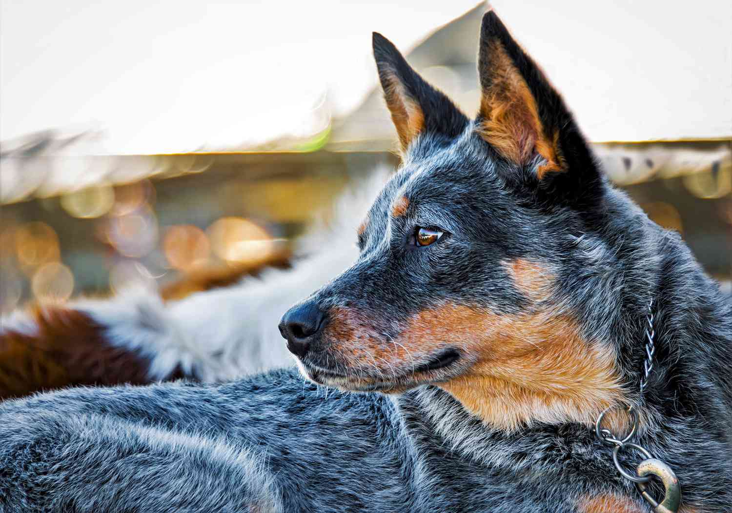 australian cattle dog profile