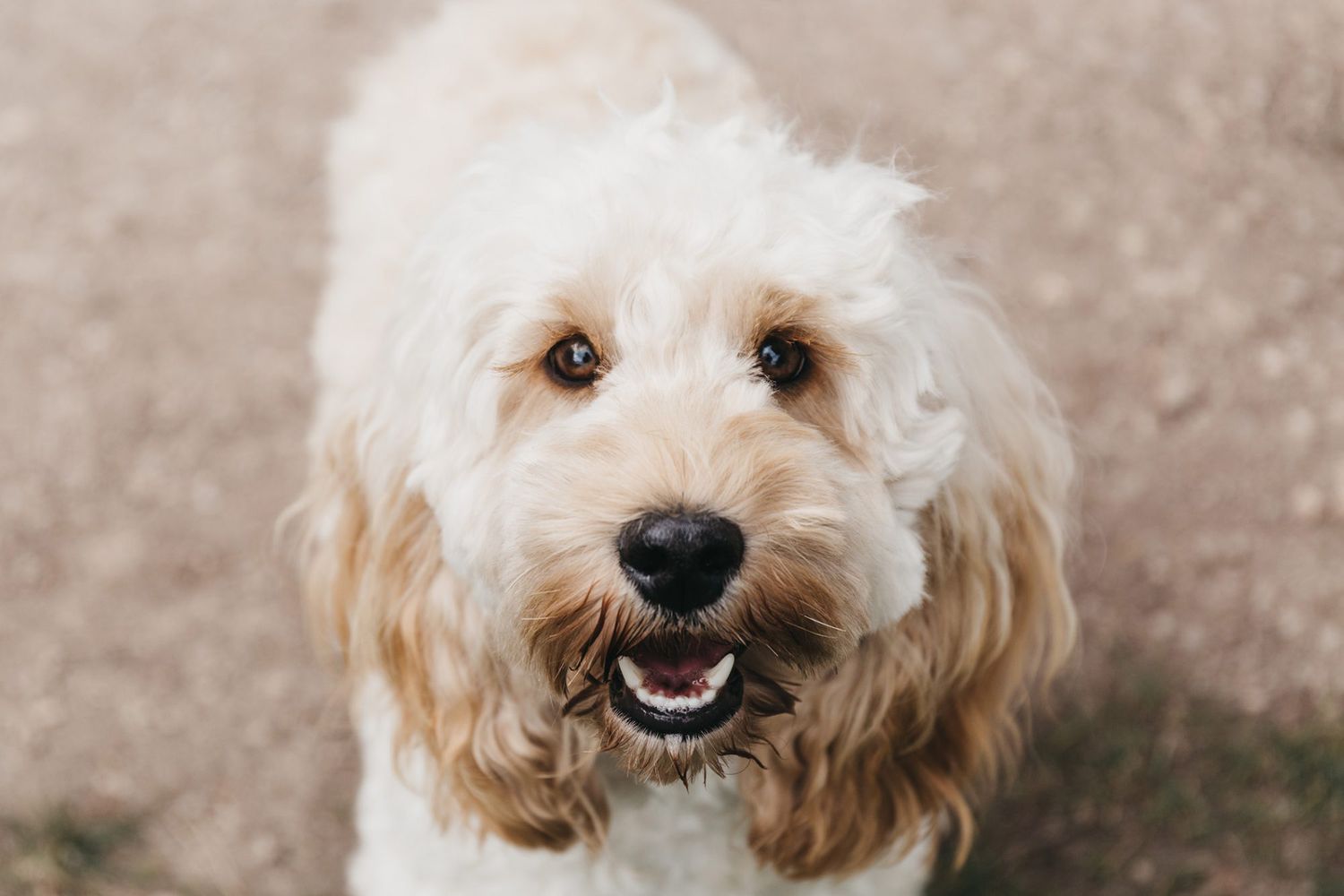Cockapoo portrait
