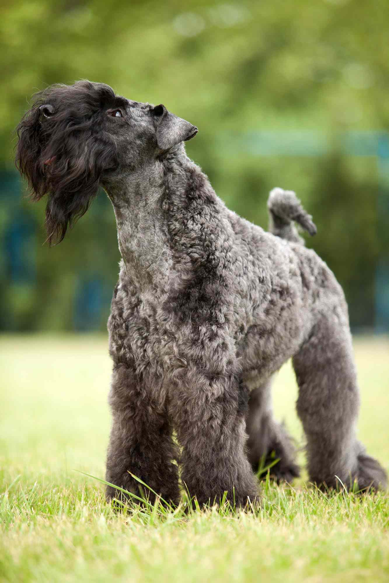 kerry blue terrier outside