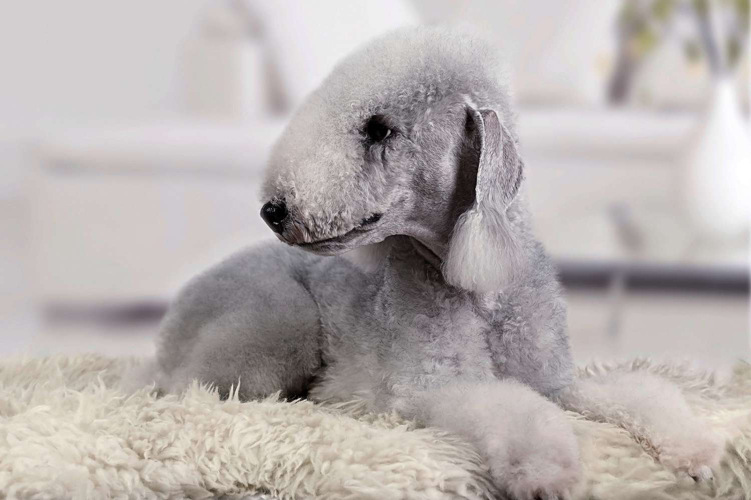 gray bedlington terrier lying on rug