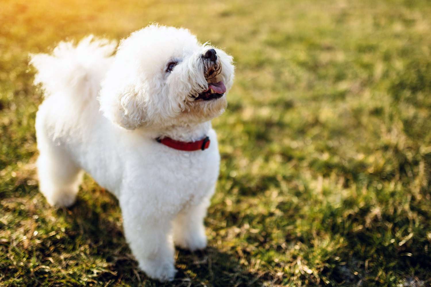 white bichon frise standing in grass